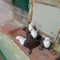 کبوتر کربلایی