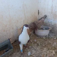 کبوتر چادری قرمز