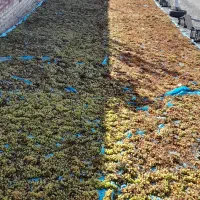 کشمش