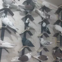 پرنده زینتی|پرنده|پاکدشت, پاکدشت (مامازند)|دیوار