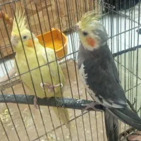 یک جفت عروس هلندی مولد