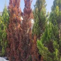 سم پاشی و قارچکشی ویلا و باغ کوچک و بزرگ|خدمات باغبانی و درختکاری|رشت, سعدی (تختی)|دیوار