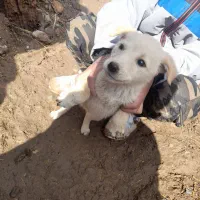 توله سگ
