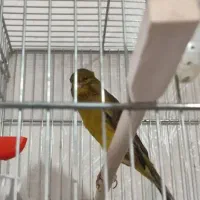 قناری ماده اماده