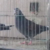 ۳۵عدد کفتر خوب غریب|پرنده|کوهدشت, |دیوار