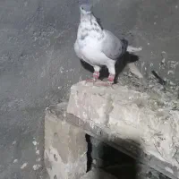 چند تا گرفتنی|پرنده|زبرخان, |دیوار