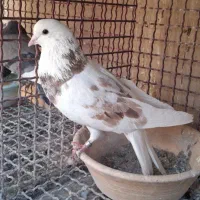 کبوتر چند جفت مایه|پرنده|پاکدشت, پاکدشت (مامازند)|دیوار