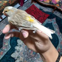 قناری نر