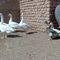 غاز و اردک با خروس