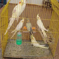 کوتوله عروس هلندی|پرنده|سبزوار, کهنه آب|دیوار