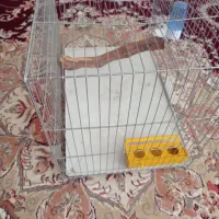 قفس
