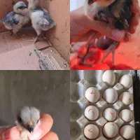 تخم نطفه دار گلین