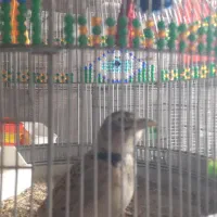 فروش دوعدد سهره مست مست کاگل بگیر|پرنده|بهبهان, |دیوار