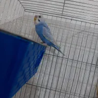 دو عدد مرغ عشق نر