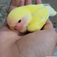 جوجه طوطی برزیلی صورت هلویی