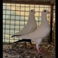 دم‌سیاه پشت سیاه زرد