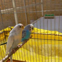 جفت مرغ عشق