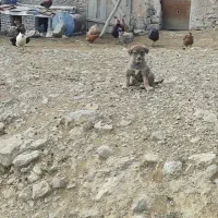 ماده پژدر درجه یک