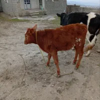 گوساله سرحال خوب  دورگه|حیوانات مزرعه|کلاله, |دیوار