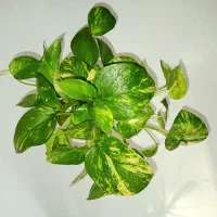 قلمه گل پتوس ابلق، ارتشی، قاشقی، کاکتوس، زیپلین|گل و گیاه طبیعی|تهران, صادقیه|دیوار