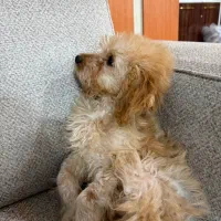 سگ پودل|سگ|مشهد, امیر المومنین|دیوار