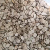 تخمه هندوانه بذری دانه درشت ب شرط