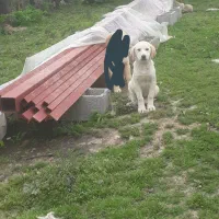 توله خراسانی