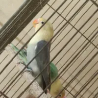 طوطی برزیلی
