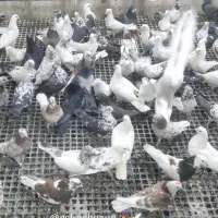 ۱۵۰ عدد پرشی|پرنده|اصفهان, عطار نیشابوری|دیوار