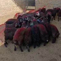 بره نر پشم شیر سرخ