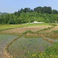 برنج محلی لاهیجان|خوردنی و آشامیدنی|لاهیجان, لیل|دیوار