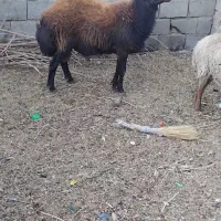 قوچ هترو|حیوانات مزرعه|جغتای, |دیوار