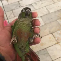 گرینچیک ۳ ماهه ۵ عدد|پرنده|تهران, سلسبیل شمالی|دیوار