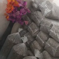 تفت و پخش تخمه و اجیل