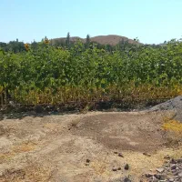 همکاری در واحد باغداری و دامداری