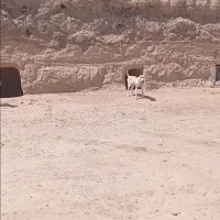 سک گله