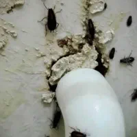 سمپاشی ساس.سوسک سم پاشی موش کنه گال و تمام حشرات|خدمات نظافت|مشهد, ولیعصر (شهرک غرب)|دیوار