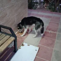 سگ هاسکی|سگ|شریفآباد, |دیوار