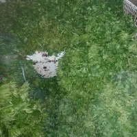 سبزی خورشتی