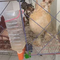 مرغ سلطان|حیوانات مزرعه|قم, بکایی|دیوار