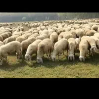 مرکز خرید کوسفند اتیش کیش چناران