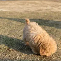 واگذاری سگ پودل اصیل نَر ۲ماهه|سگ|رشت, سلیمانداراب|دیوار