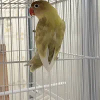 فروش کوتوله برزیلی