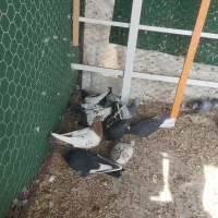 کفتر رنگی و دروگ|پرنده|لنجان, |دیوار