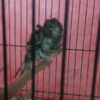 قناری نرمست خون زنگی