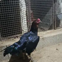 خروس مرغ و جوجه