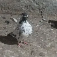 هردوتا ماده  خوشگل واسه جوجه کشی عالی