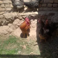 خروس سالم ۱ساله