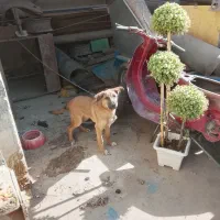 نر ۵ماه نژادمالینیورسالم