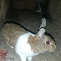 دو عدد خرگوش|موش و خرگوش|سنندج, |دیوار